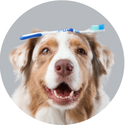 pet boarding icon