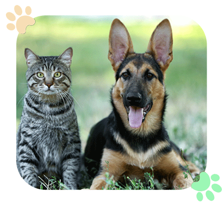 Book an Appointment Ramblewood Animal Hospital