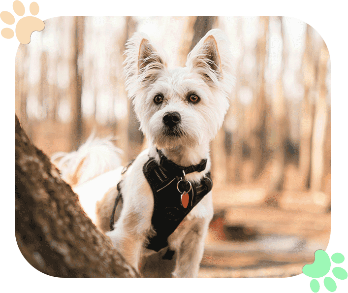 About Ramblewood Animal Hospital About Ramblewood Animal Hospital
