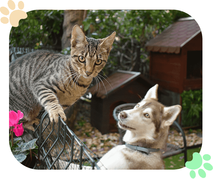Faq Ramblewood-Animal Hospital