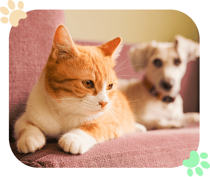 Microchipping Right for Your Dog and Cat Ramblewood Animal Hospital