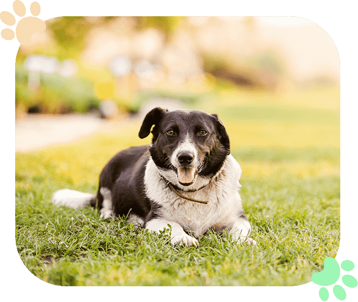 New-Client-Form-Ramblewood-Animal-Hospital New Client Form Ramblewood Animal Hospital