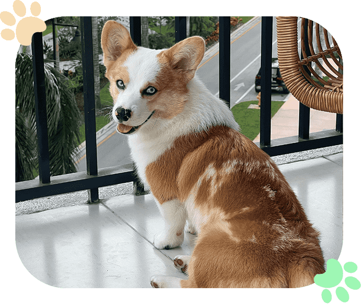 Online-Form-Ramblewood-Animal-Hospital New Client Form Ramblewood Animal Hospital