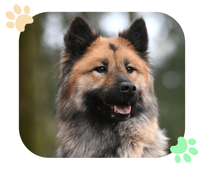 Pain Relief for Every Situation Ramblewood Animal-Hospital