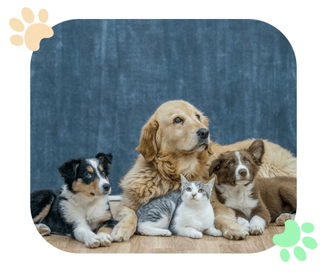 Pet Boarding Ramblewood Animal Hospital