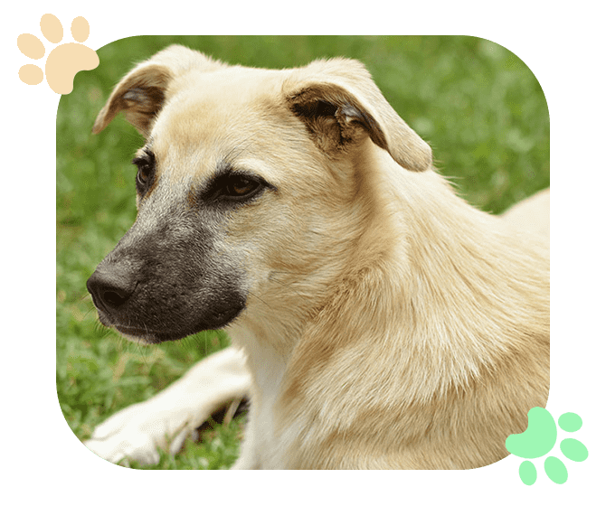 Pet Checkup Ramblewood Animal Hospital