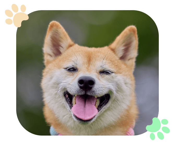 Pet Dermatology Ramblewood Animal Hospital