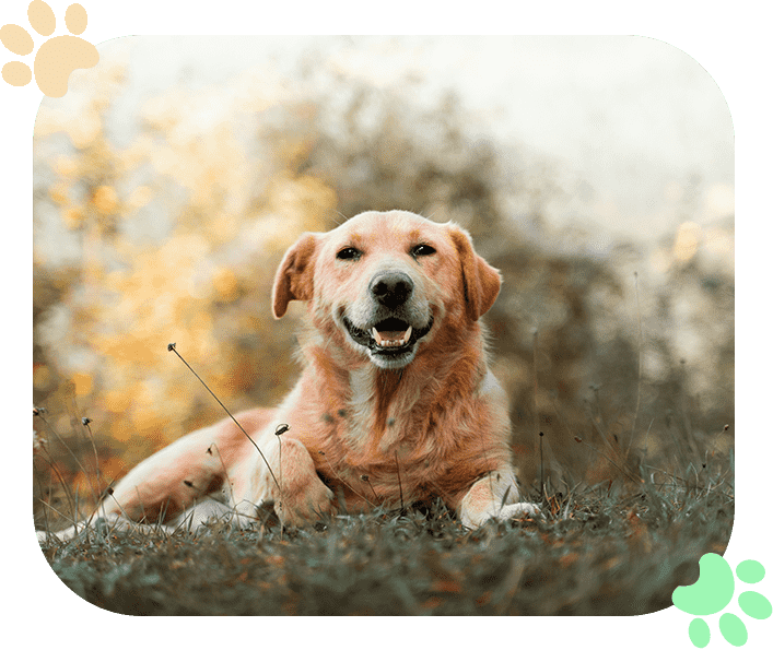 Pet-Euthanasia Ramblewood Animal Hospital Pet Euthanasia Ramblewood Animal Hospital