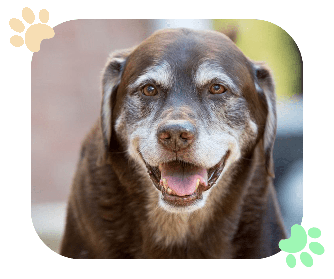 Pet Hospice Care Ramblewood Animal-Hospital
