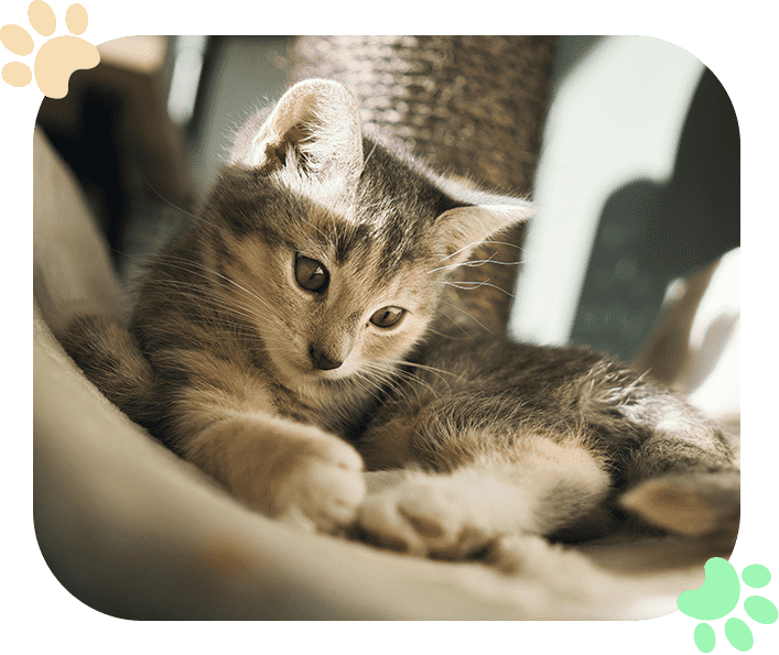 Pet Medical Services Ramblewood Animal Hospital