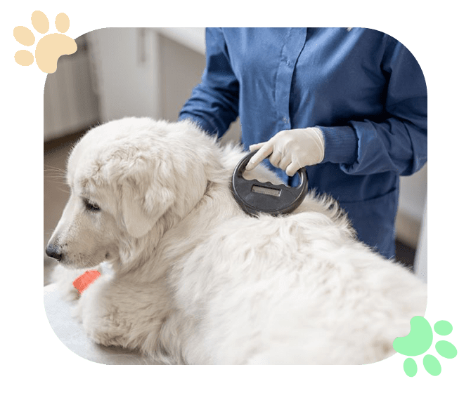 Pet-Microchipping-Ramblewood-Animal-Hospital Pet Microchipping Ramblewood Animal-Hospital