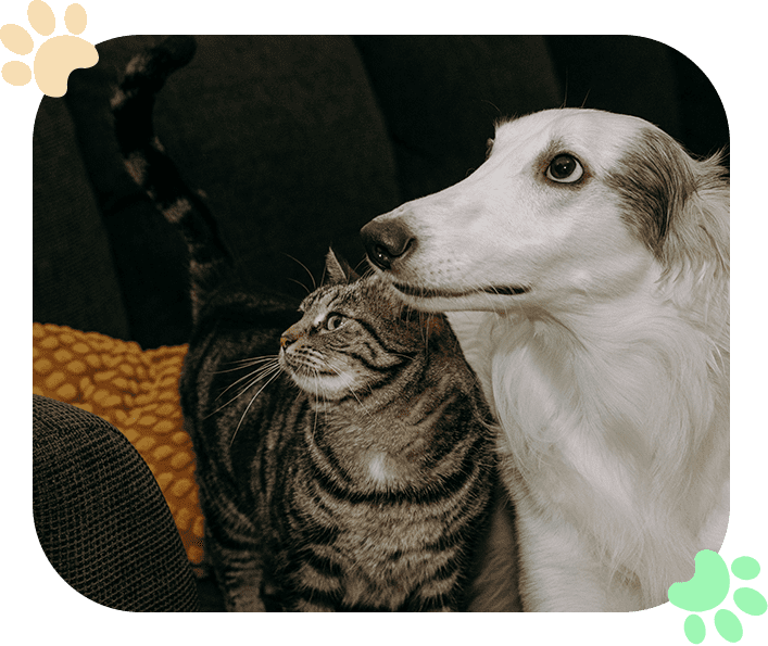 Pet Pain Management Ramblewood Animal Hospital Pet Pain Management Ramblewood Animal Hospital