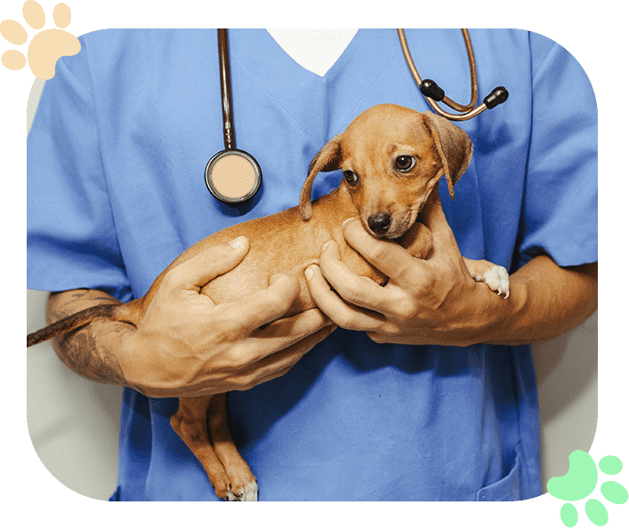 Pet Wellness Ramblewood Animal Hospital