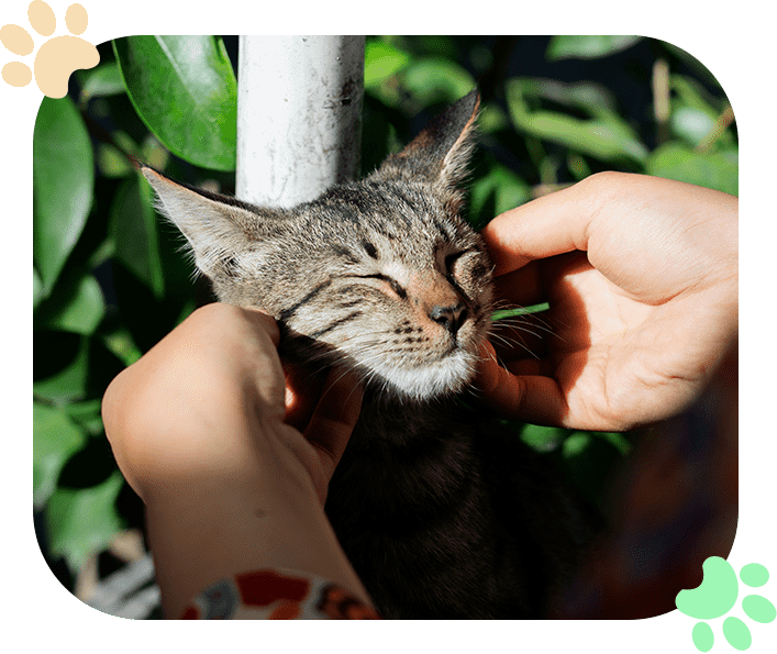 Review Ramblewood Animal Hospital