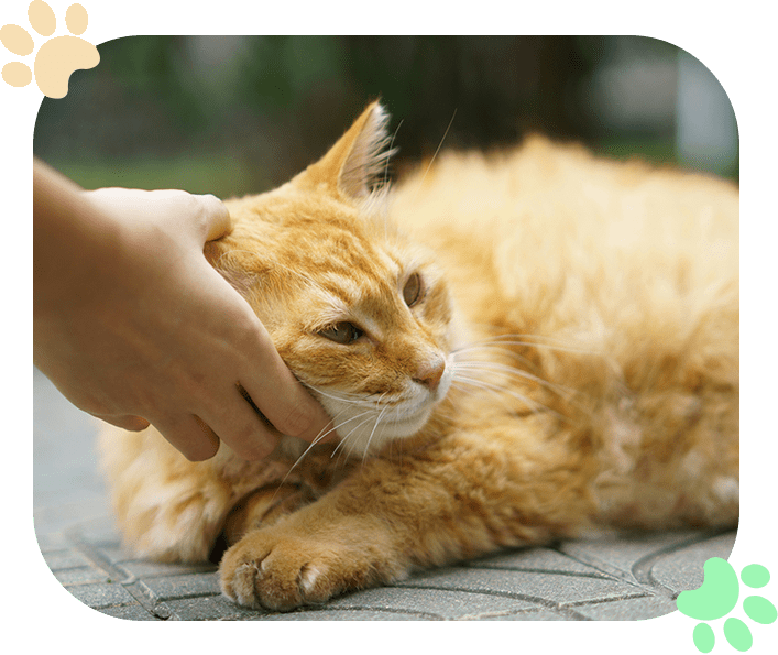 Senior Pet Care Ramblewood Animal Hospital Senior Pet Care Ramblewood Animal Hospital