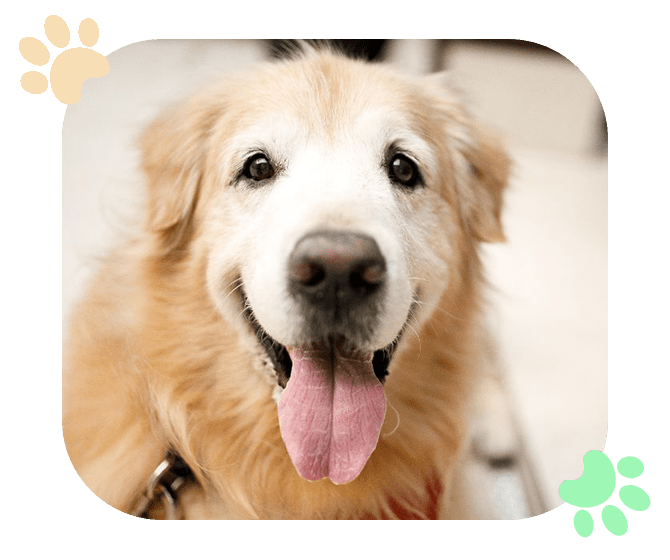 Senior Pets Health Concerns Ramblewood Animal Hospital