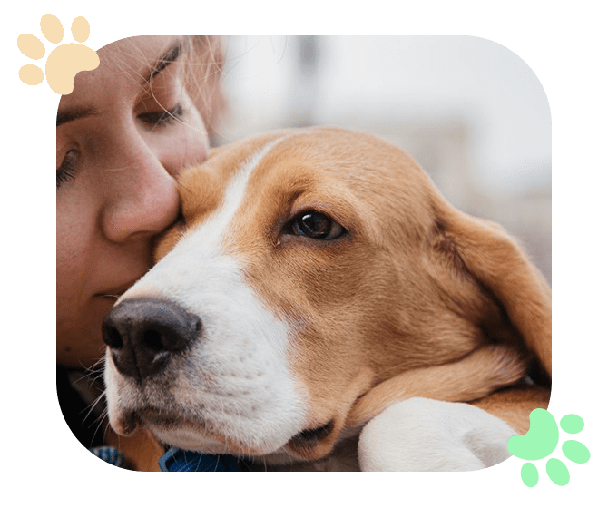 Senior Wellness Pets Health Concerns Ramblewood Animal Hospital