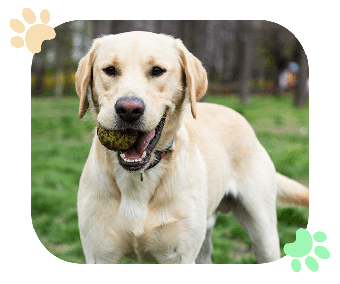 Signs of Pain in Pets Ramblewood Animal Hospital