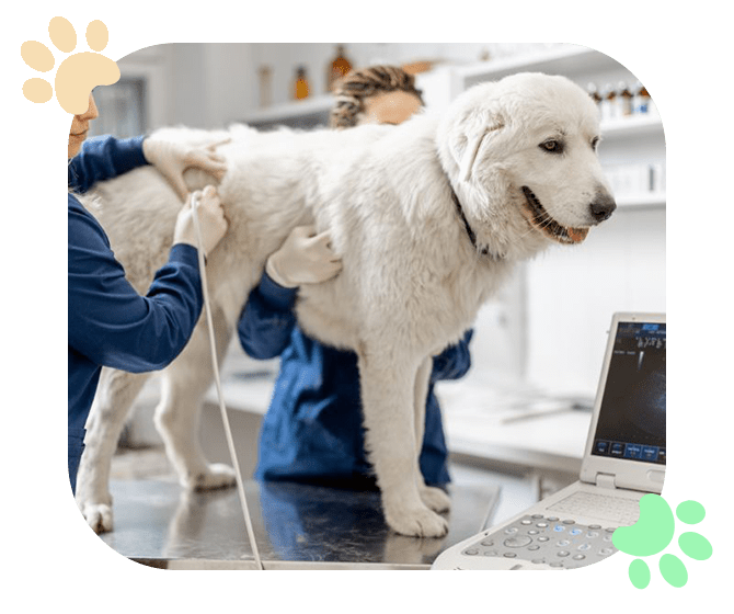Ultrasounds Veterinary-Diagnostic Ramblewood Animal Hospital