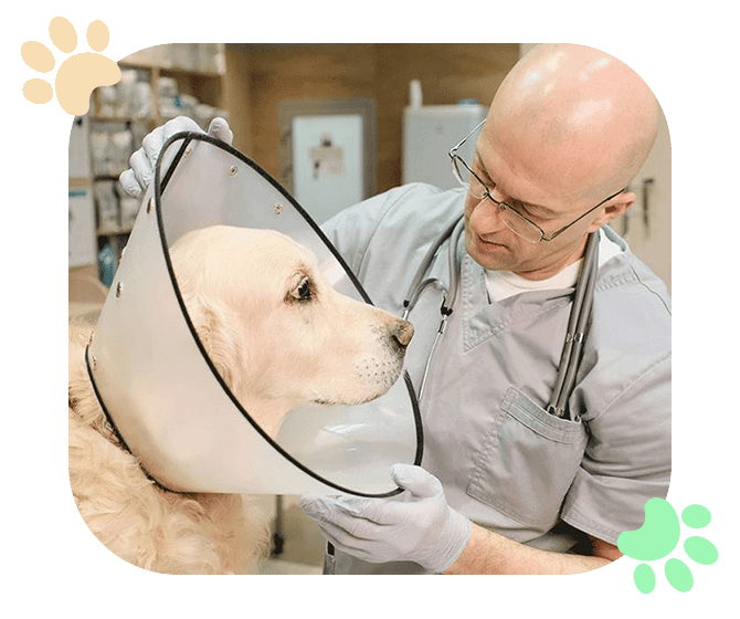 Veterinary Surgeries Ramblewood Animal Hospital