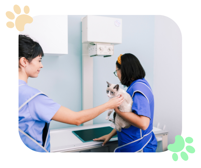 veterinary team preparing a cat for x-rays