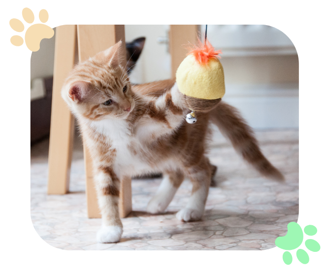 kitten playing with a toy