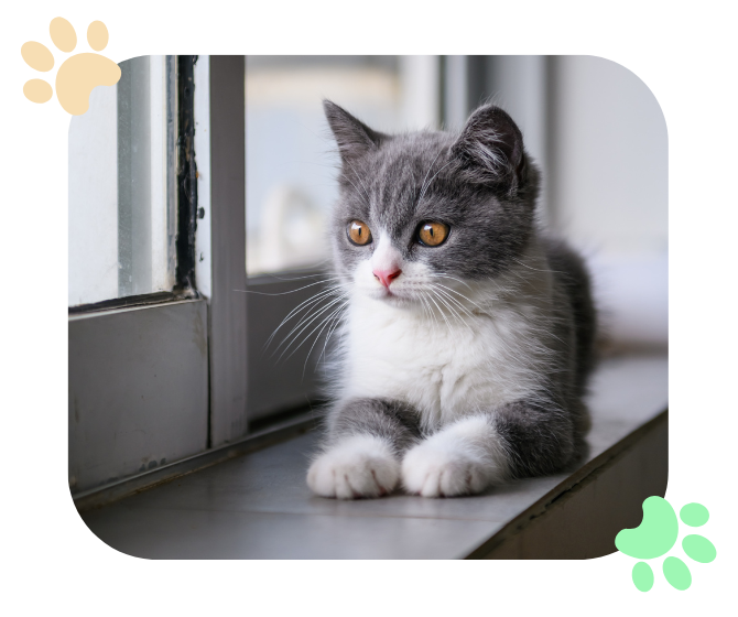 kitten laying on a window sill