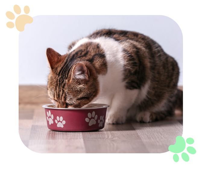 nutritional counseling 2 cat eating from a red food bowl