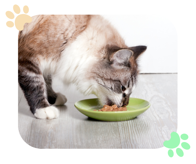 cat eating wet cat food off a plate