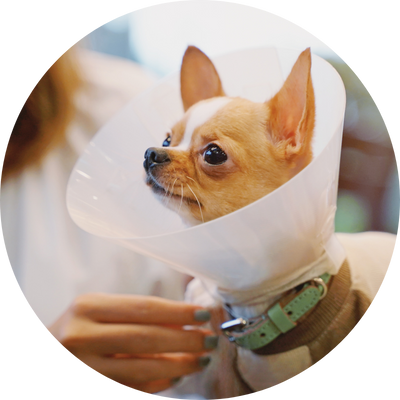 dog wearing a cone