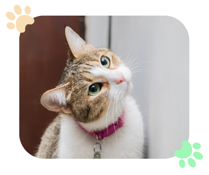 curious cat with its head tilted