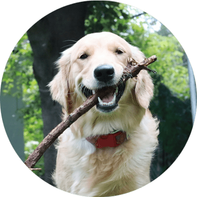Golden retriever chewing on a stick.