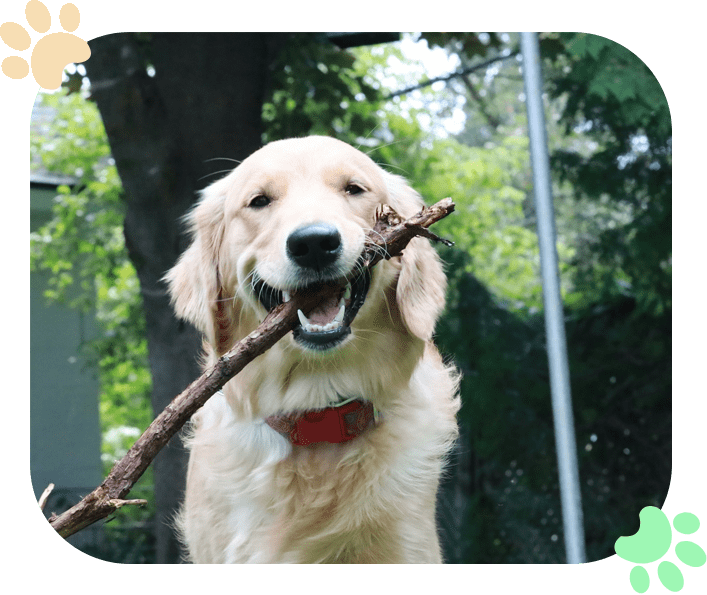 Pet Wellness Ramblewood Animal Hospital Pet Wellness Ramblewood Animal Hospital