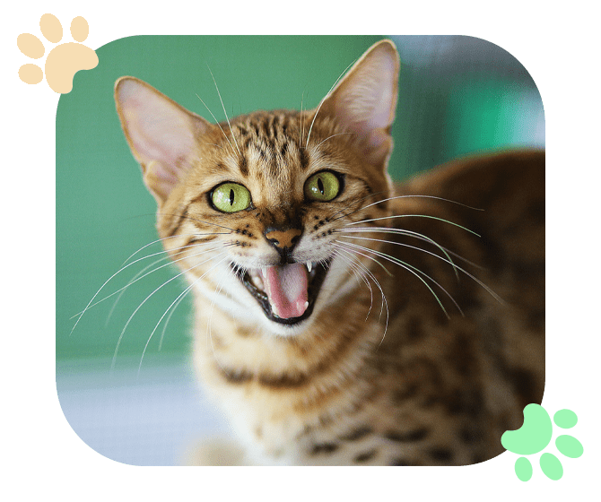 Bengal cat showing teeth