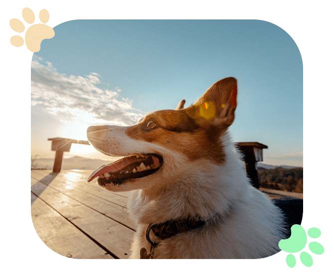 Happy dog on wooden deck.