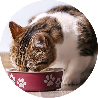cat eating from a red food bowl
