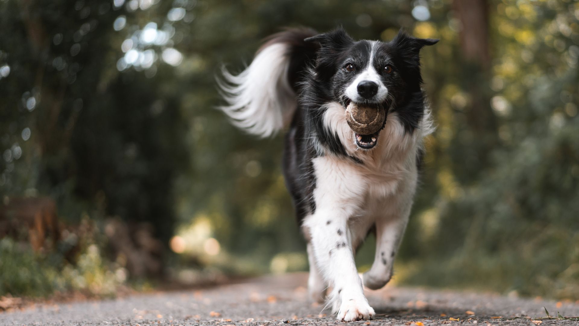 A black and white dog sprinting on a paved road