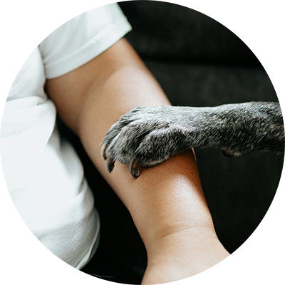 person holding a dogs paw while sitting on a couch